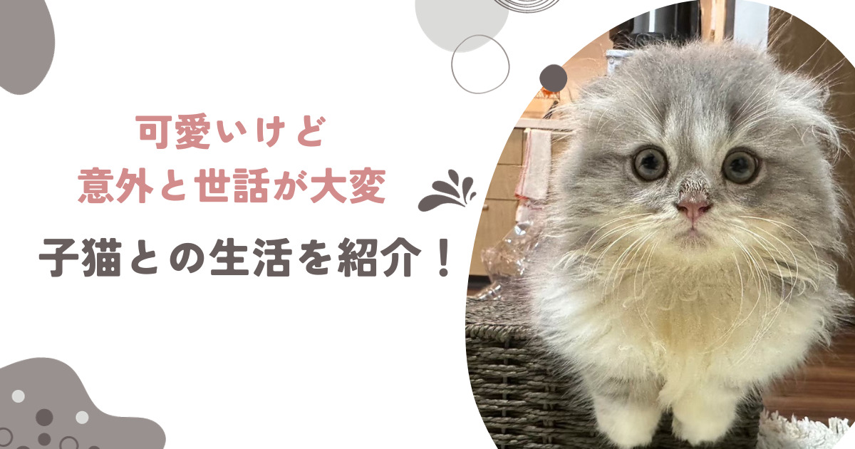 子猫との生活アイキャッチ画像